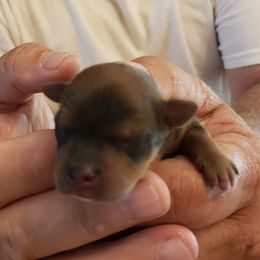 Girl 2 - Yorkshire Terrier puppy in Corryton, Tennessee from Tindalls House Mtn Yorkies