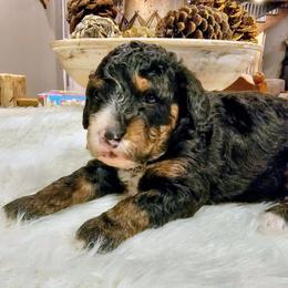 Glacier - Phantom male Bernedoodle puppy in Forest, Ohio from Mini Doodle Buddies
