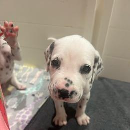 Crunch - White and black male Dalmatian puppy in Austin, Texas from Dazzling Dalz