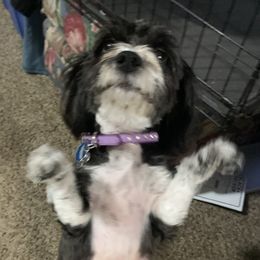 Maisy - Havanese