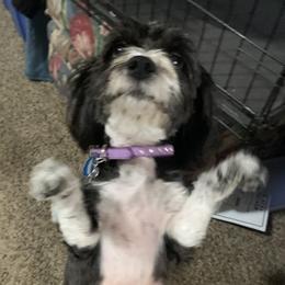 Maisy - Havanese