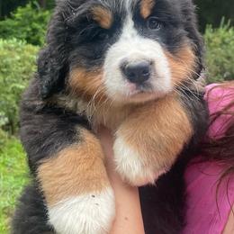 Daphne - Black rust and white female Bernese Mountain Dog puppy in Fountain, North Carolina from Stargirl Bernese Mountain Dogs