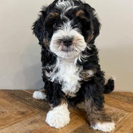 Cache - Tri-color male Bernedoodle puppy in Horseshoe Bend, Idaho from Over the Moon Poodles and Doodles