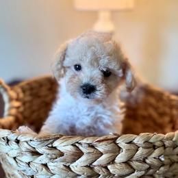 Curly - Apricot female Maltipoo puppy in Wendell, North Carolina from Teddys Teddy Bears