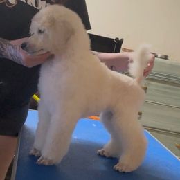 Jersey - Cream female Poodle puppy in Aurora, Colorado from Chiaroscuro Kennel
