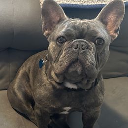 Kobe - French Bulldog
