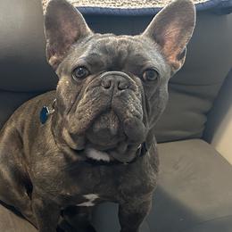 Kobe - French Bulldog