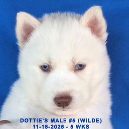DOTTIE'S MALE 1 - White male Siberian Husky puppy in Manilla, Iowa from Bruck's Siberian Huskies