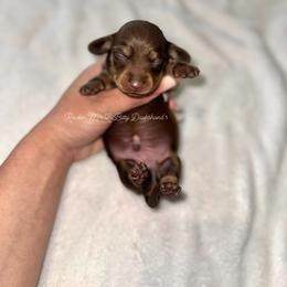 Diesel - Chocolate and cream male Dachshund puppy in Ceres, California from Rockin' M’s LilBitty Dachshunds (LBD)