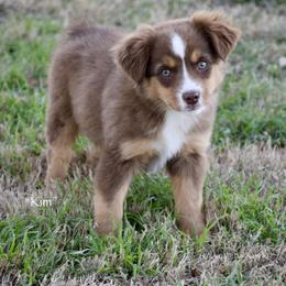 Kim - Red tri female Miniature Australian Shepherd puppy in Evant, Texas from Lazy VT Bar Ranch