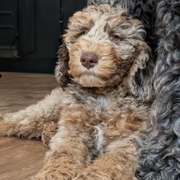 Albus - Merle male Sheepadoodle puppy in Austin, Texas from Darling Doodles