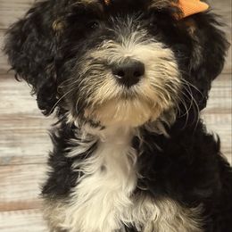 Blossom - Tri-color female Bernedoodle puppy in Peterstown, West Virginia from To Love A Doodle