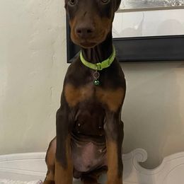 Doberman Pinschers from Blue Ridge Mountain Dobermans