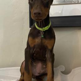 Doberman Pinschers from Blue Ridge Mountain Dobermans
