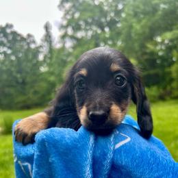Luke AKC OFA CHIC - Black and cream male Dachshund puppy in El Dorado, Arkansas from LovelylilDoxies