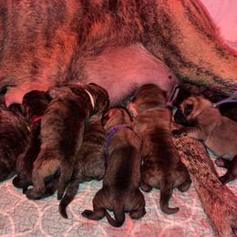 Girl 2 - Fawn female Mastiff puppy in Carthage, Missouri from Mama’s Mastiffs