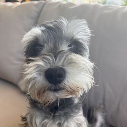 Miniature Schnauzers from Schnauzer,Schnoodles and Poodles Oh My!