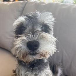 Miniature Schnauzers from Schnauzer,Schnoodles and Poodles Oh My!