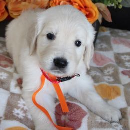 Windy - Golden Retriever puppy from Sierra View English Creams
