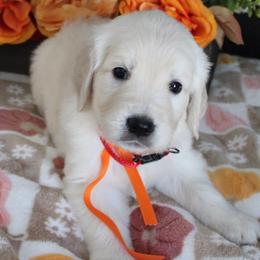Windy - Golden Retriever puppy from Sierra View English Creams