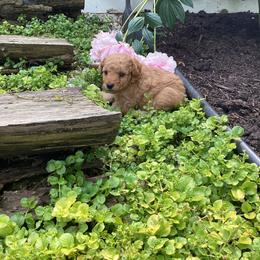 Miles - Cream male Poodle puppy in Narvon, Pennsylvania from Corgi Companions (license number 18998)