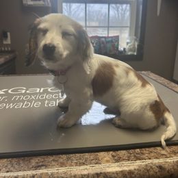 Dachshund Puppies from Krazy Acre Farm