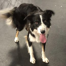 Border Collies from Dahlia Lane Border Collies and Exotic Flat Coated Retrievers