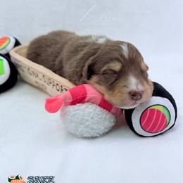 Sake - Red tri-color male Australian Shepherd puppy in Jonesborough, Tennessee from Lotus Australian Shepherds