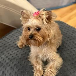 Pixie - Yorkshire Terrier
