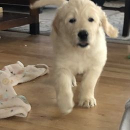 Goldendoodle Puppies from Kellee's Goldendoodles