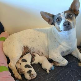 Teddy Roosevelt Terrier puppies from Travelin' Man Terriers