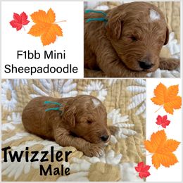 Sheepadoodle Puppies from Skye Valley Doodles