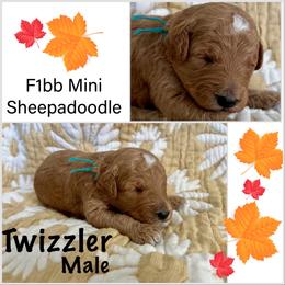 Sheepadoodle Puppies from Skye Valley Doodles
