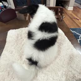 Papillon Puppies from Triple Tier