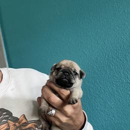 Girl 1 - Fawn female Pug puppy in Chino Valley, Arizona from Blecker Kennel