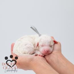 Mister Grey - Parti male Labradoodle puppy in Travelers Rest, South Carolina from Doodles of Love Labradoodles