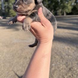 Bella - Dapple female Dachshund puppy in Lake City, Florida from KNG FARMS