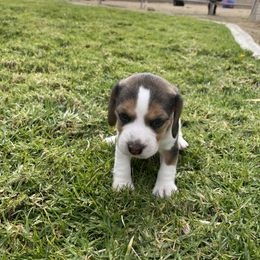 Beagle Puppies from Prairie Tail Beagles