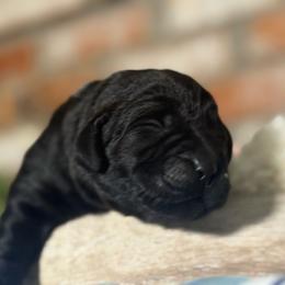 Cherry - Black female Labrador Retriever puppy in Dixon, California from Rosslyn Labradors (Rose-Line)