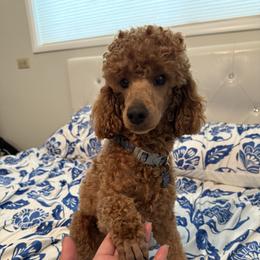 Sunny - Poodle