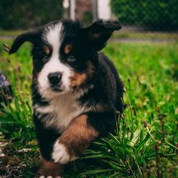 Bernese Mountain Dog Puppies from Allison Thornton