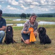 Mavis - Boykin Spaniel