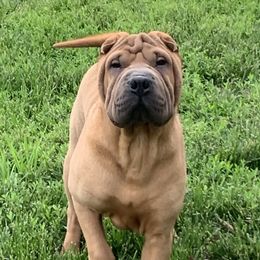 Gaudi - Chinese Shar-Pei