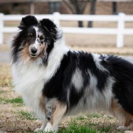 Abbey - Shetland Sheepdog