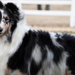 Abbey - Shetland Sheepdog