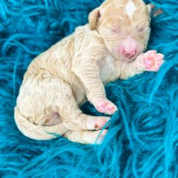 Goldendoodle Puppies from Dreaming Doodles