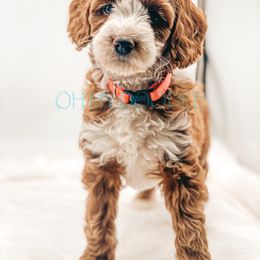 Cavapoo and Goldendoodle Puppies from Oh My Mini Doodle
