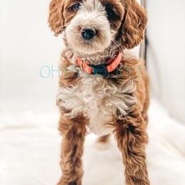 Cavapoo and Goldendoodle Puppies from Oh My Mini Doodle
