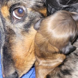 Dachshunds from Mini Love Bugs