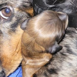 Dachshunds from Mini Love Bugs